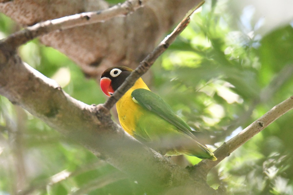 Yellow-collared Lovebird - ML587124601