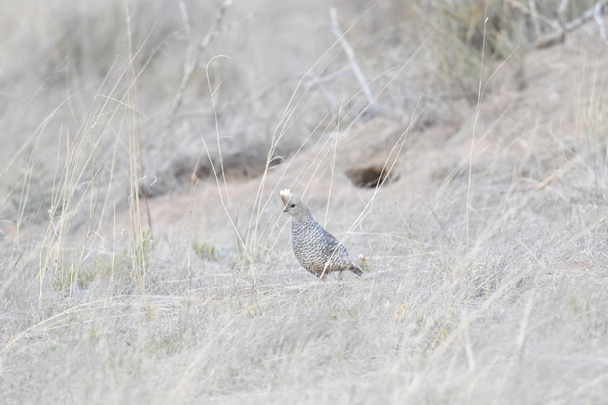 eBird Checklist 20 Jun 2023 Stateline Rd. (Cochise Co.) 11