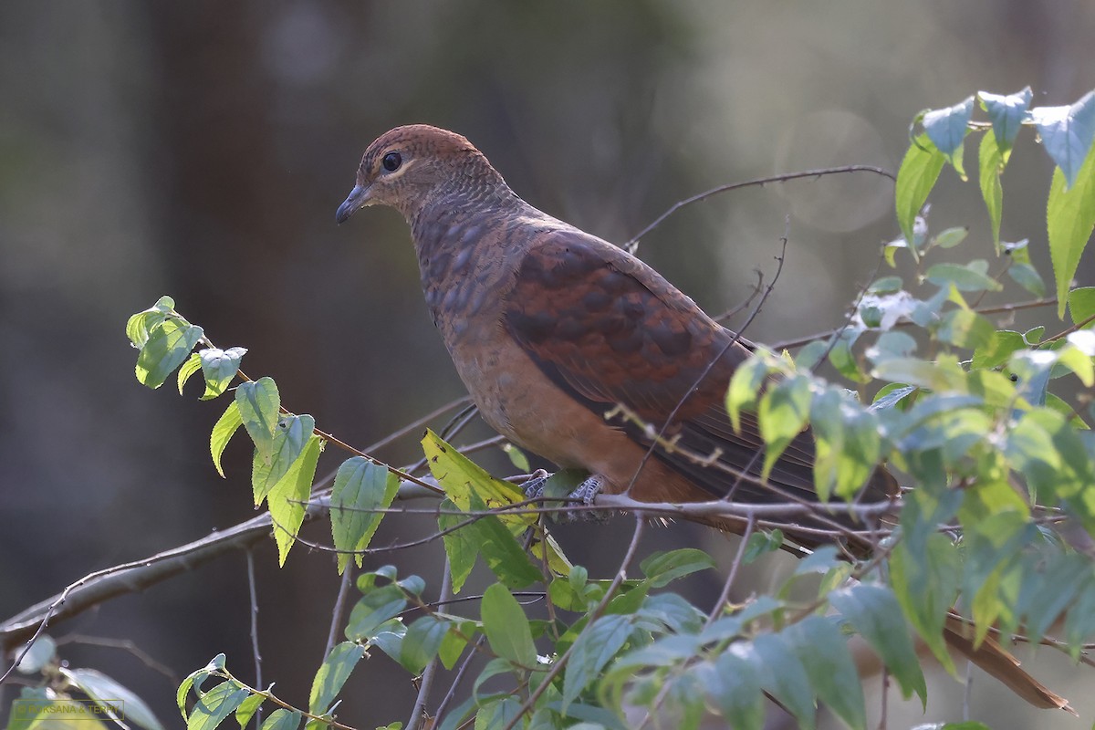 Brown Cuckoo-Dove - ML587129371