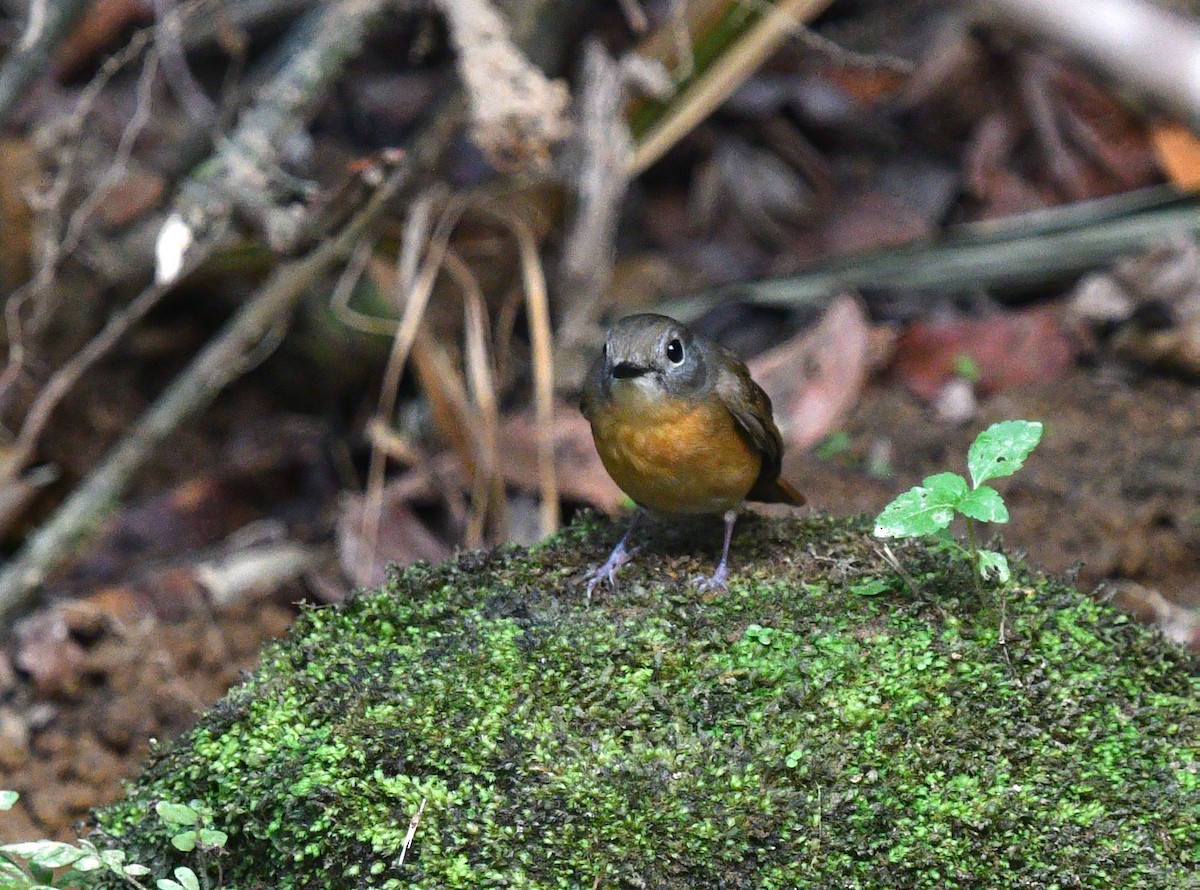 Pale-chinned Flycatcher - ML587131361