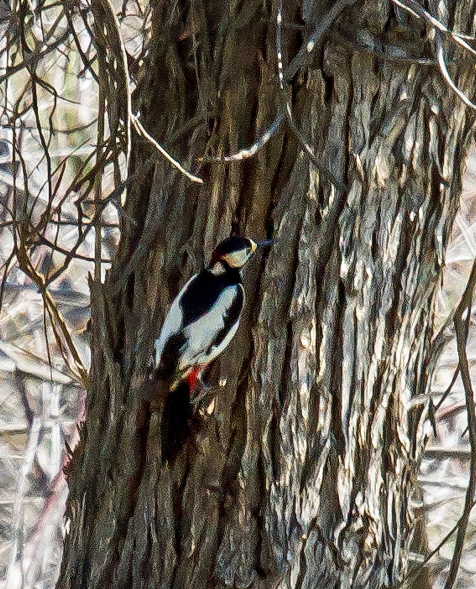 White-winged Woodpecker - ML587132361