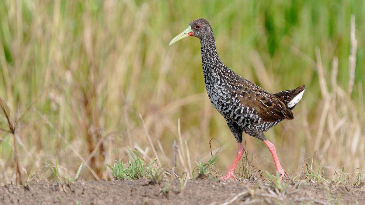 Spotted Rail - ML587133561