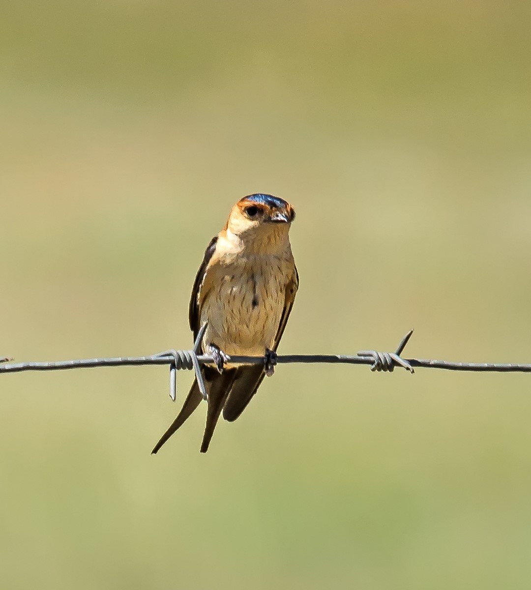Red-rumped Swallow - ML587133861