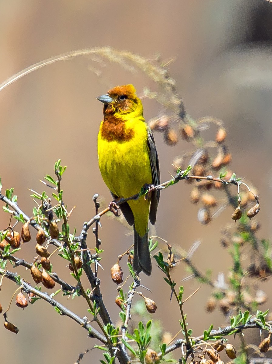 Red-headed Bunting - ML587133891