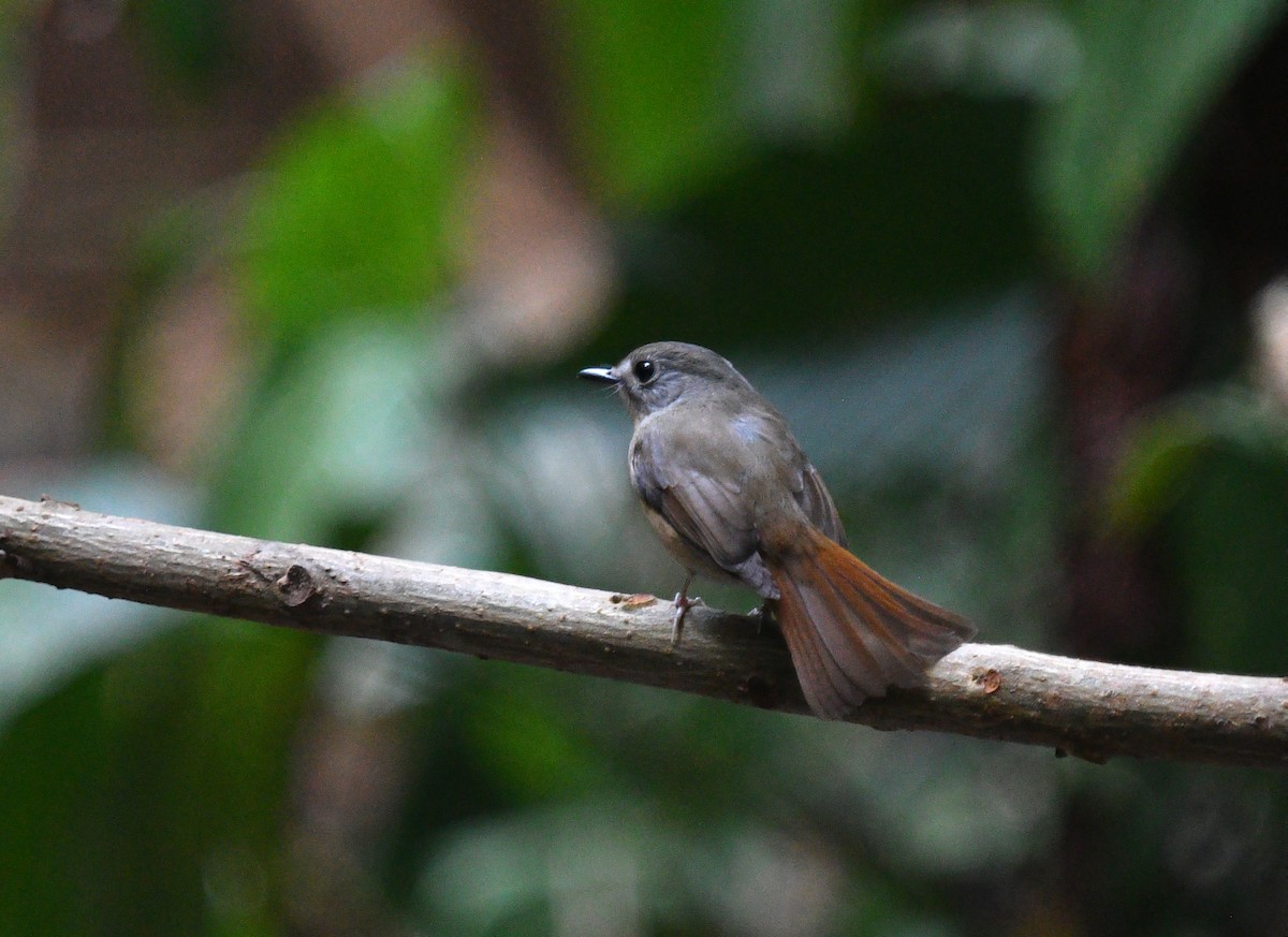 Pale-chinned Flycatcher - ML587136881