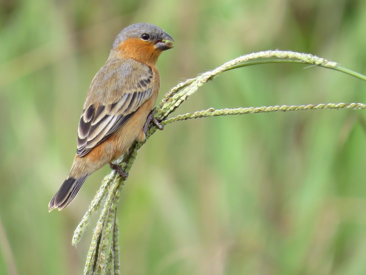 Tawny-bellied Seedeater - ML587141641
