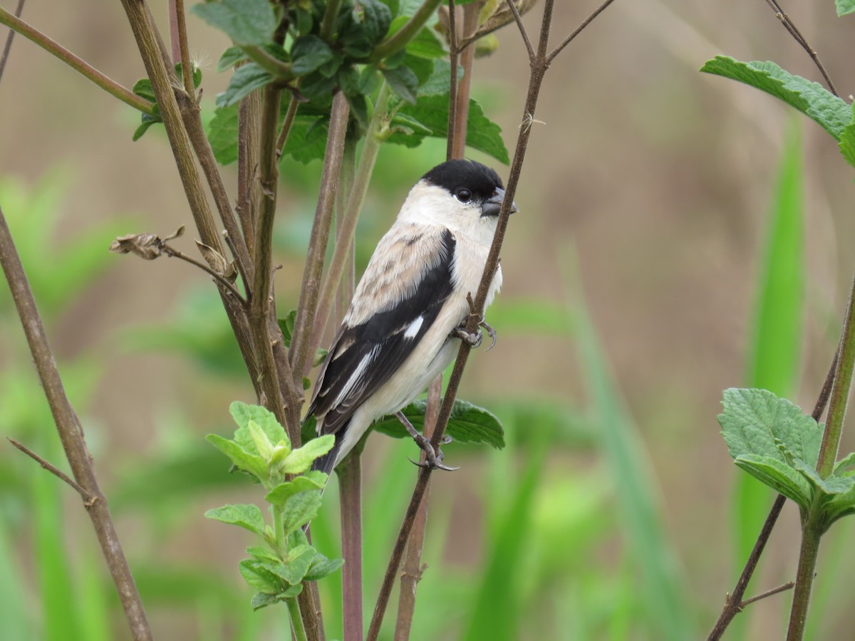 Pearly-bellied Seedeater - ML587141651