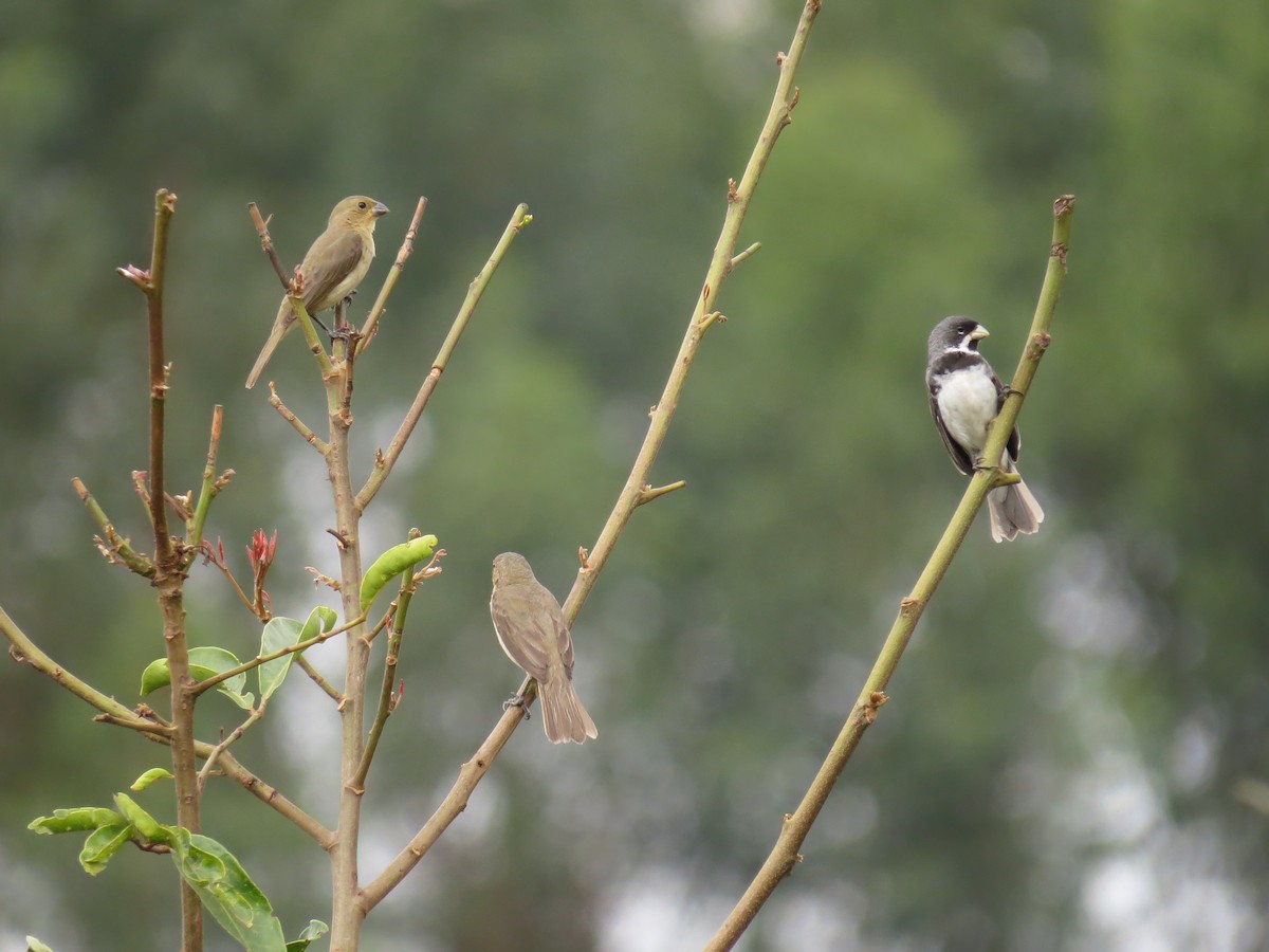 Double-collared Seedeater - ML587141661