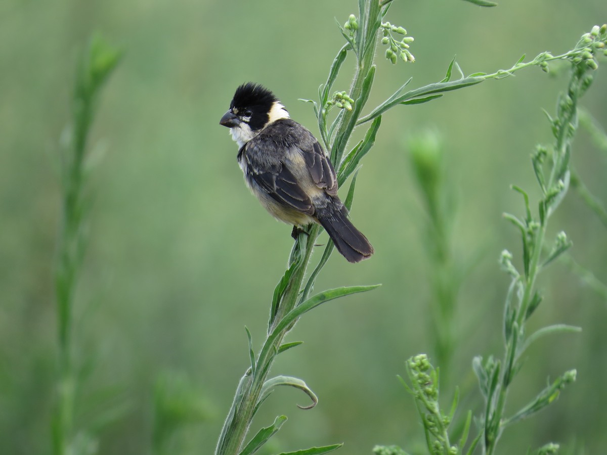 Rusty-collared Seedeater - ML587141671