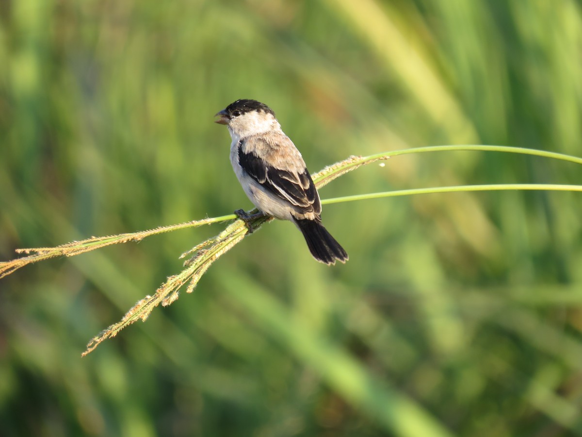 Pearly-bellied Seedeater - ML587141791