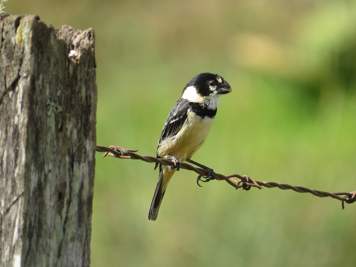 Rusty-collared Seedeater - ML587141801