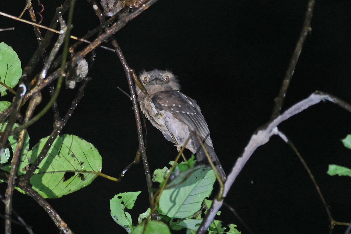 Gould's Frogmouth - ML587142271