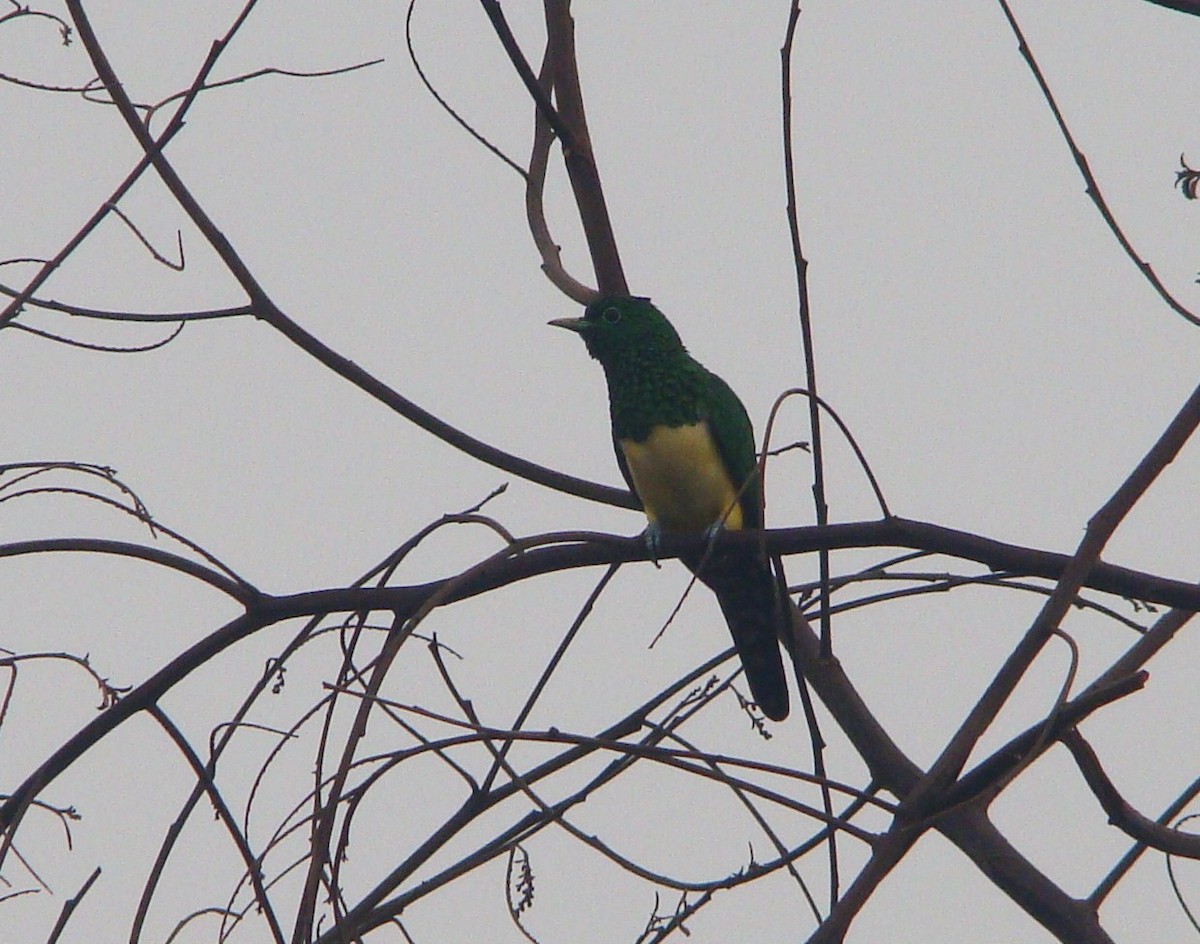 African Emerald Cuckoo (African) - ML58714281