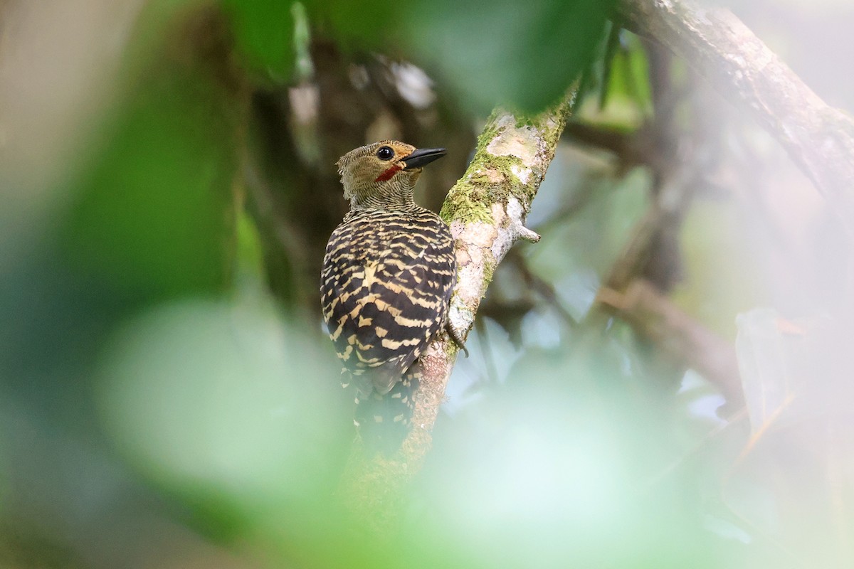 Buff-rumped Woodpecker - Charley Hesse TROPICAL BIRDING