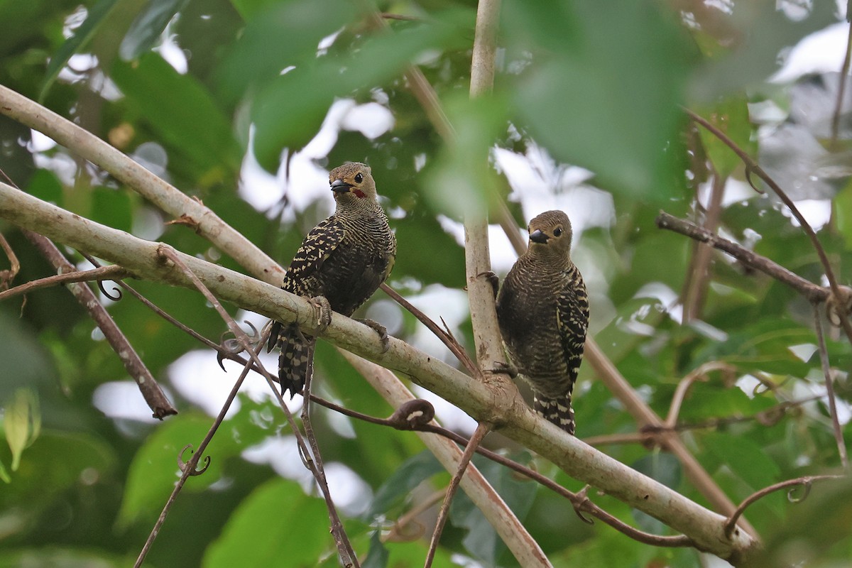Buff-rumped Woodpecker - Charley Hesse TROPICAL BIRDING