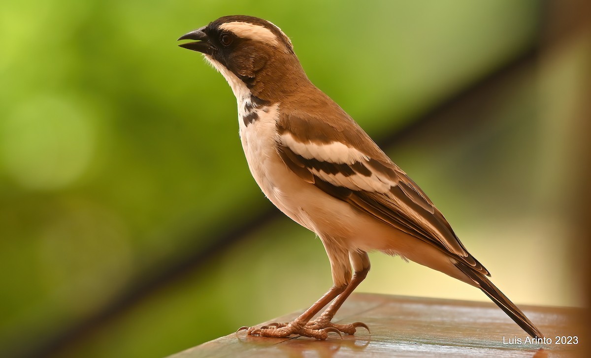 White-browed Sparrow-Weaver - ML587144931