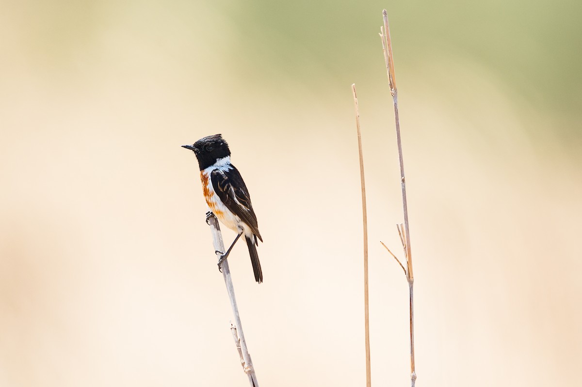African Stonechat (African) - ML587145221