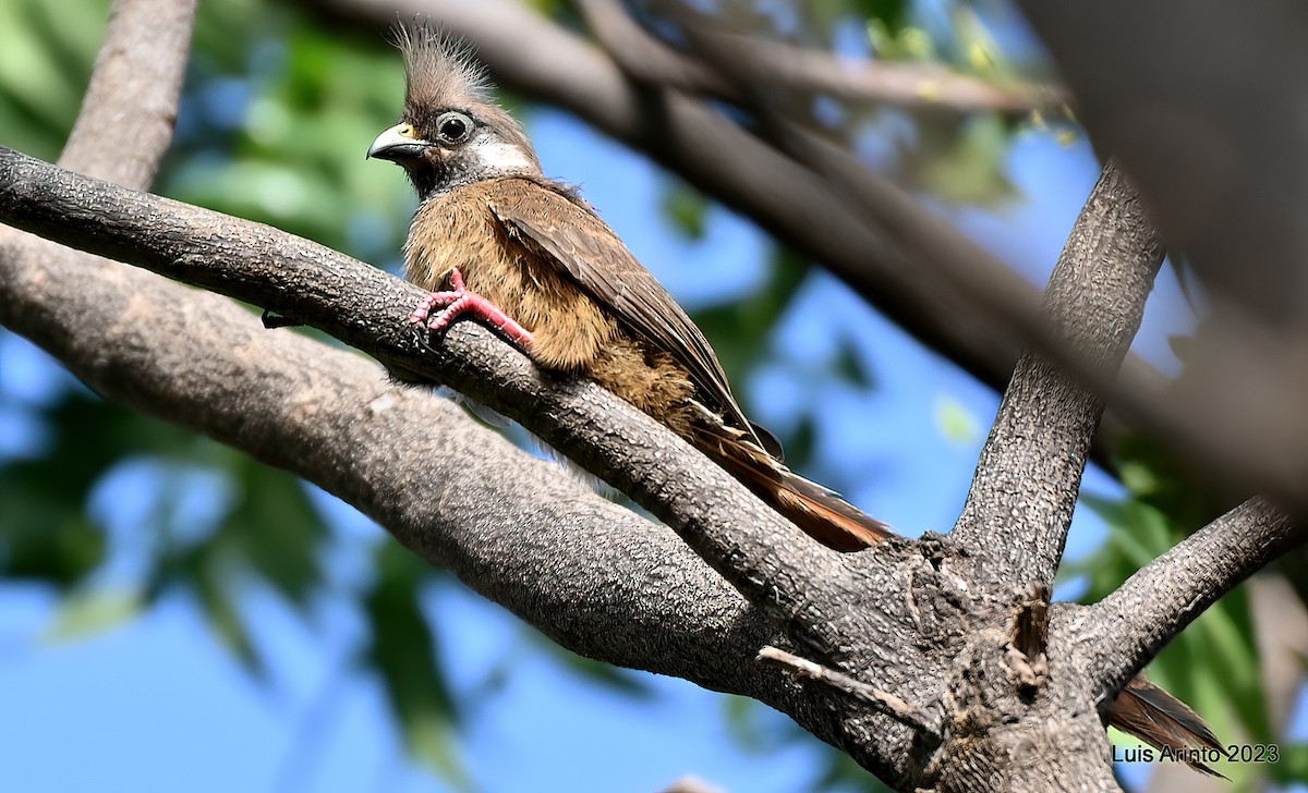 Speckled Mousebird - ML587145231