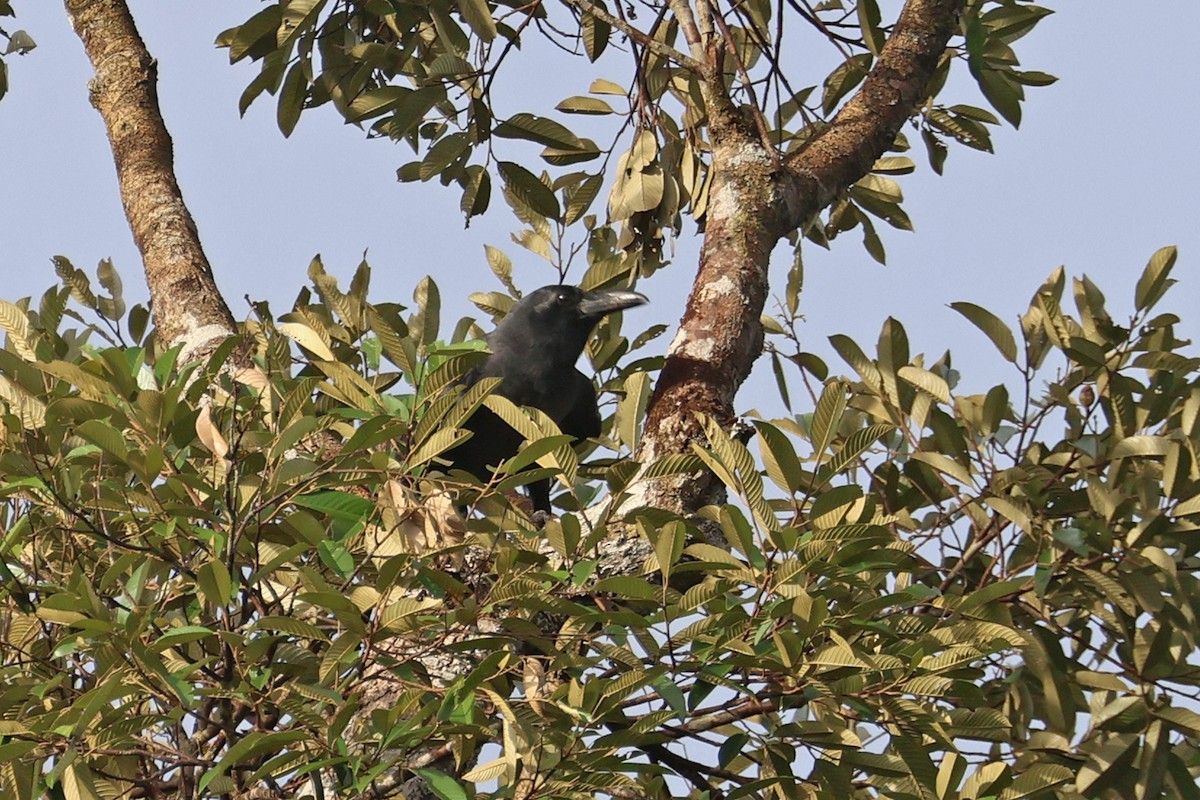 Slender-billed Crow (Sunda) - ML587146481