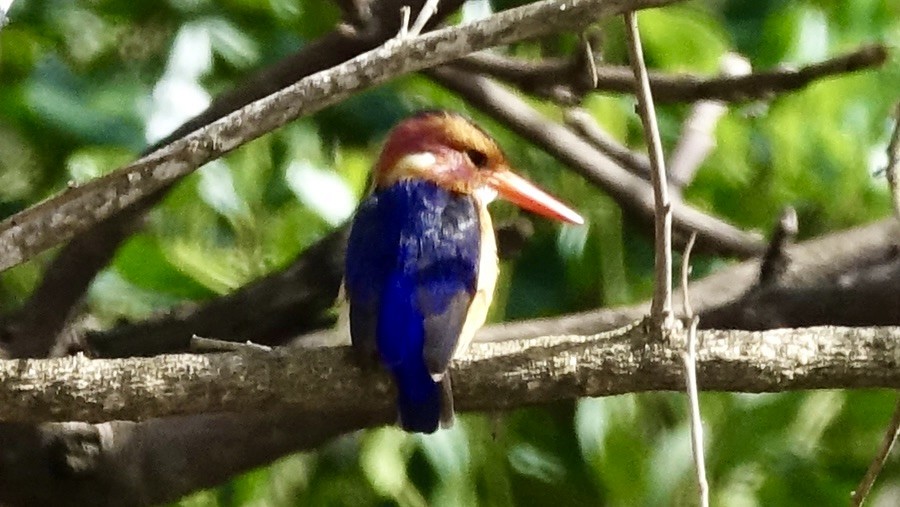 African Pygmy Kingfisher - ML587150241