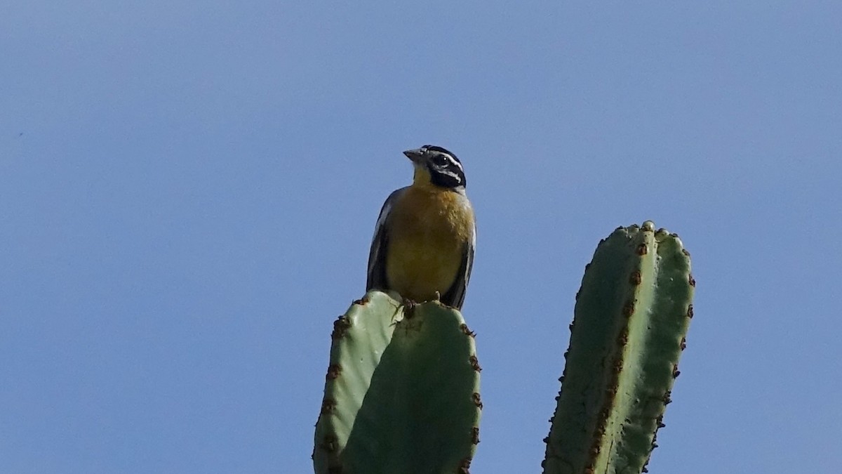Golden-breasted Bunting - ML587150391