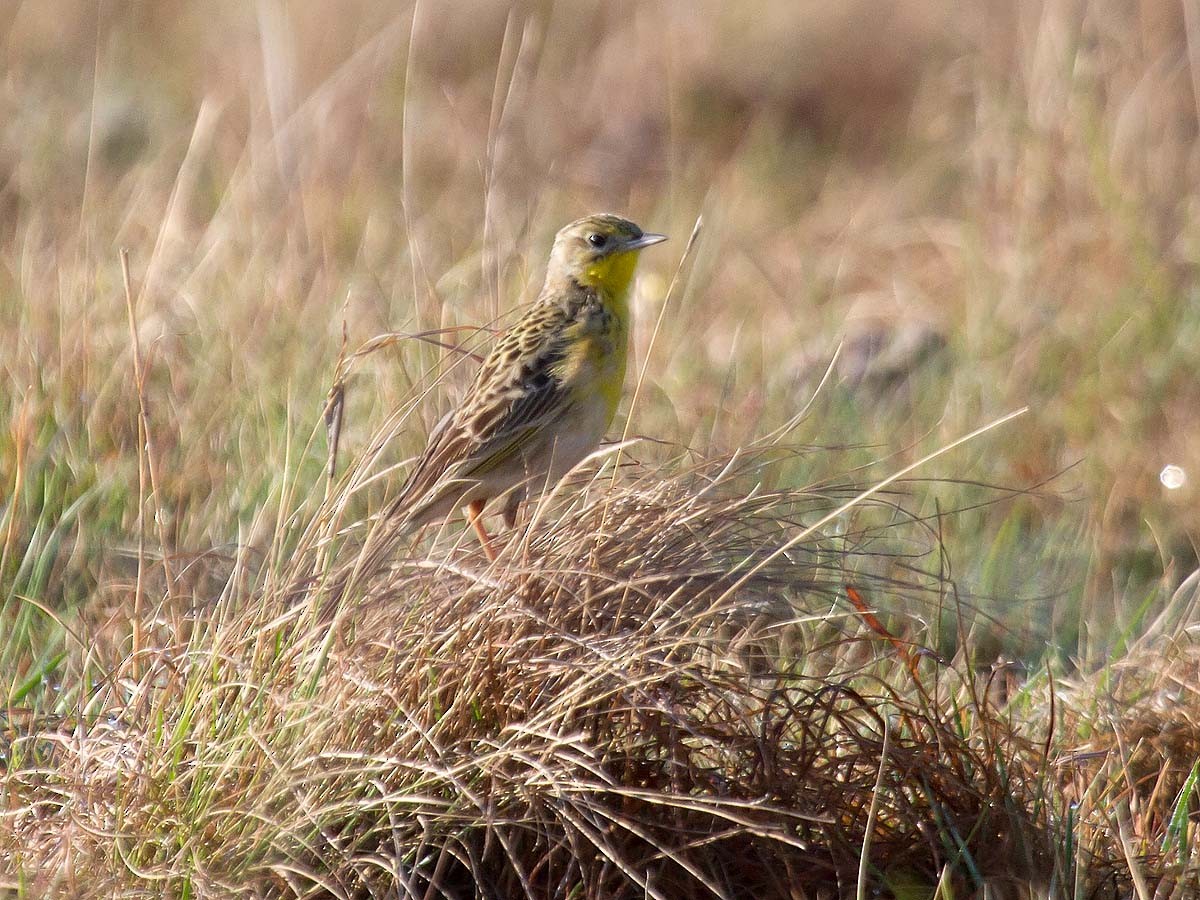 Yellow-breasted Pipit - ML58715361