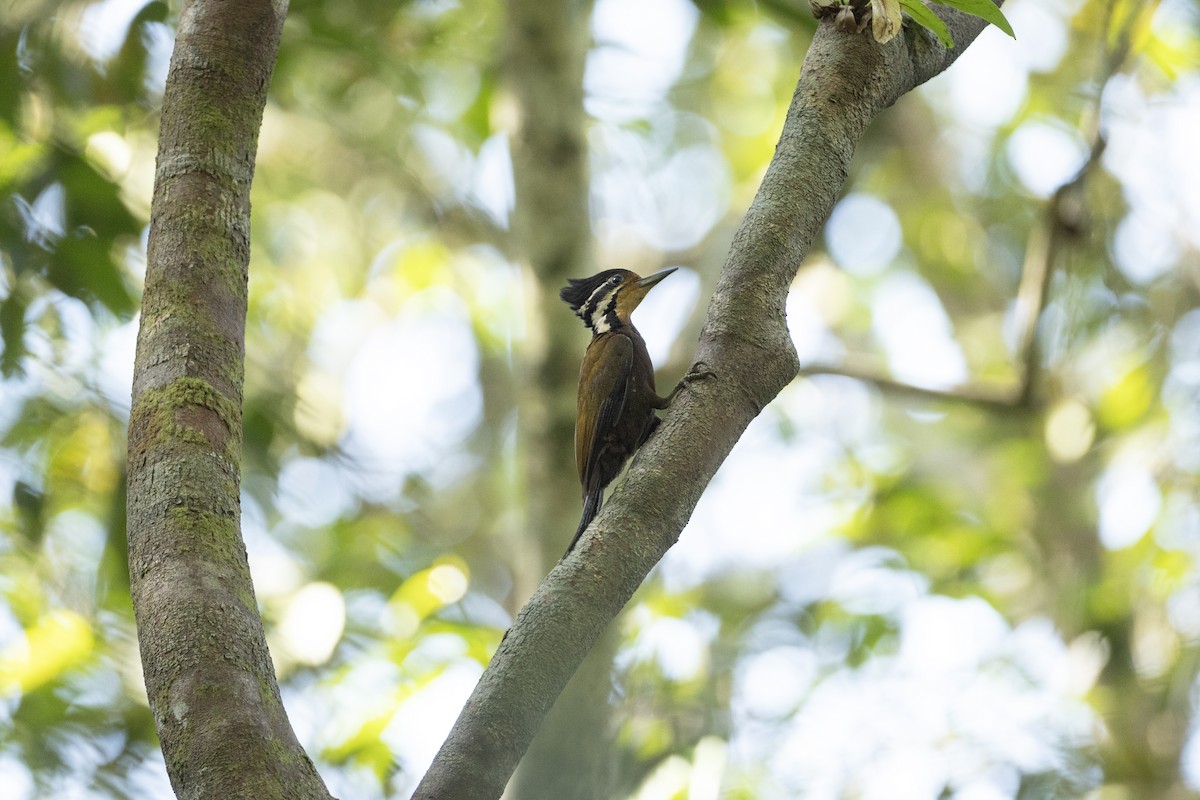 Olive-backed Woodpecker - ML587164161