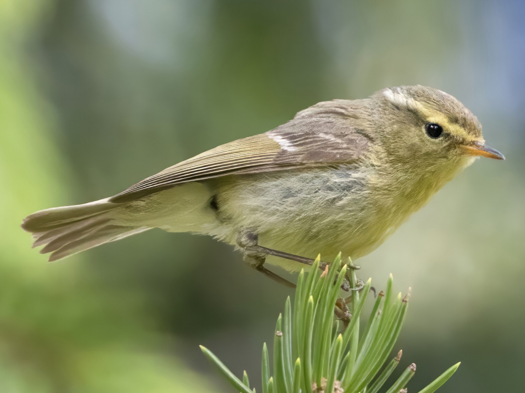 Brooks's Leaf Warbler - Andrew Spencer