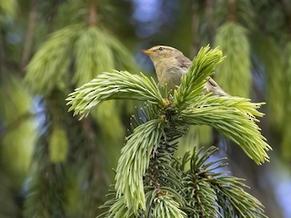  - Brooks's Leaf Warbler
