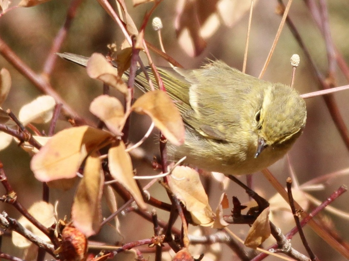 Brooks's Leaf Warbler - Padma Gyalpo