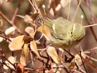  - Brooks's Leaf Warbler