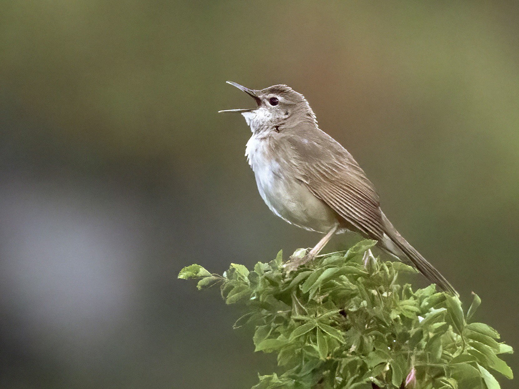 Long-billed Bush Warbler - eBird