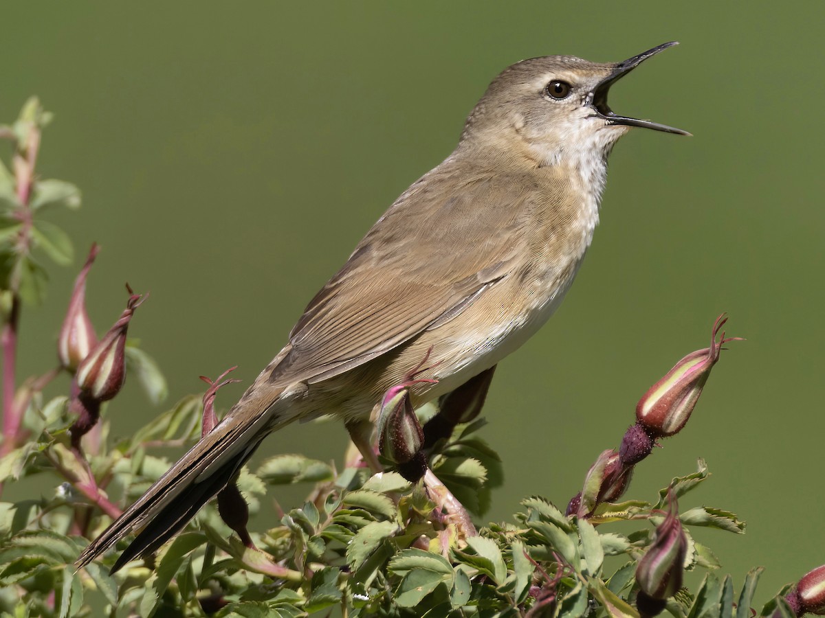 Long-billed Bush Warbler - Locustella major - Birds of the World