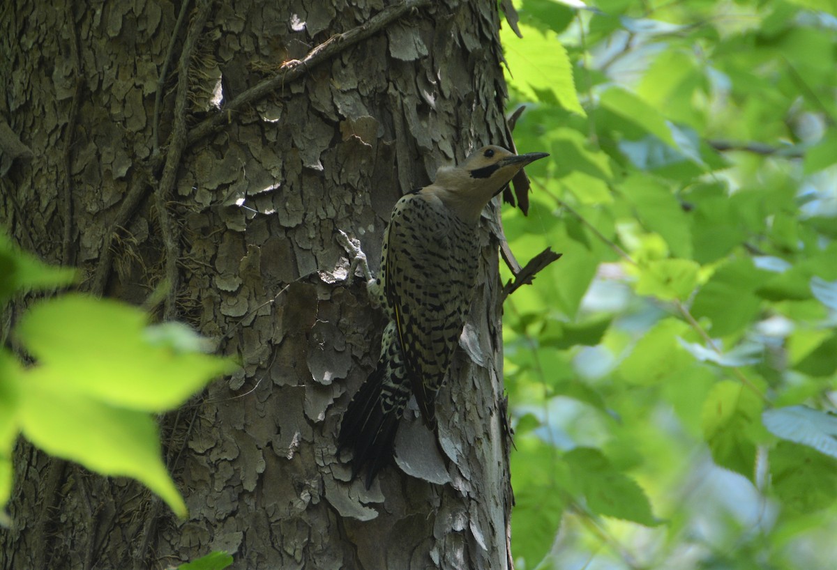 Northern Flicker (Yellow-shafted) - ML587167671