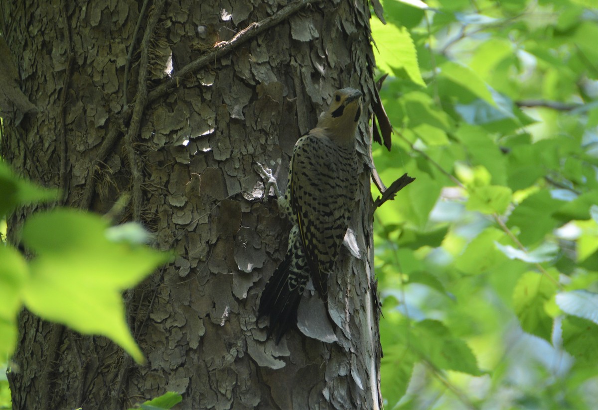 Northern Flicker (Yellow-shafted) - ML587167701
