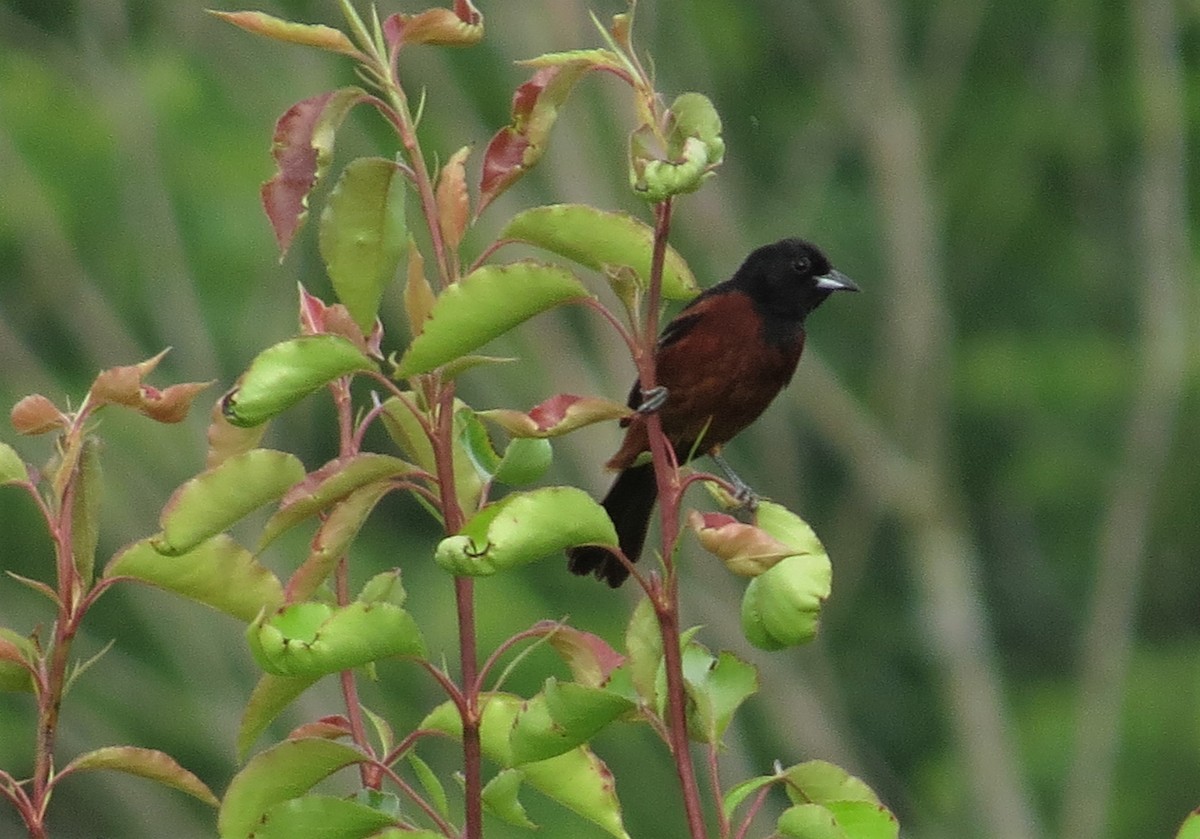 Orchard Oriole - ML587170921