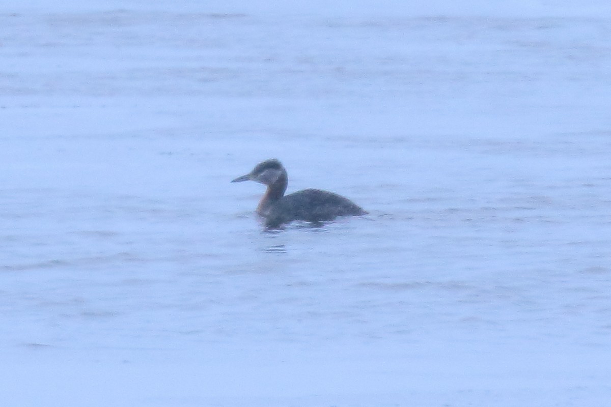 Red-necked Grebe - ML587172341