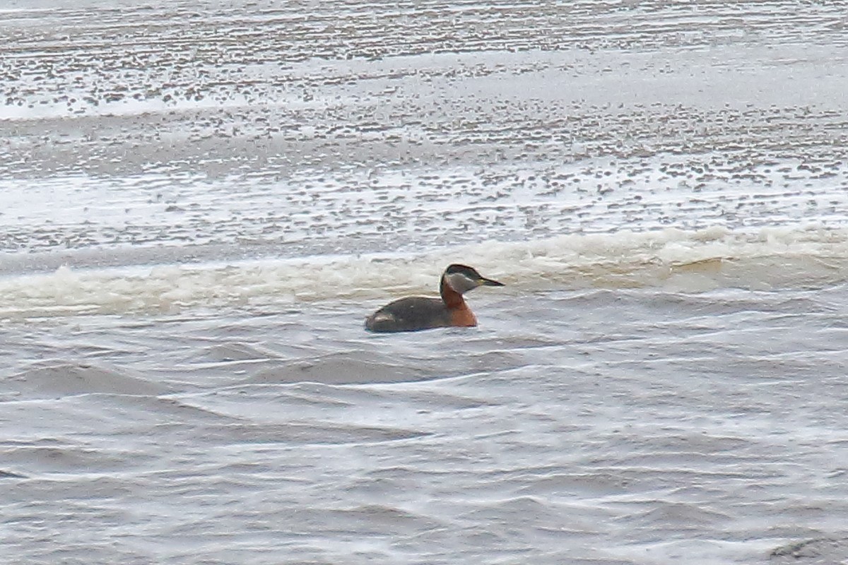 Red-necked Grebe - ML587177791