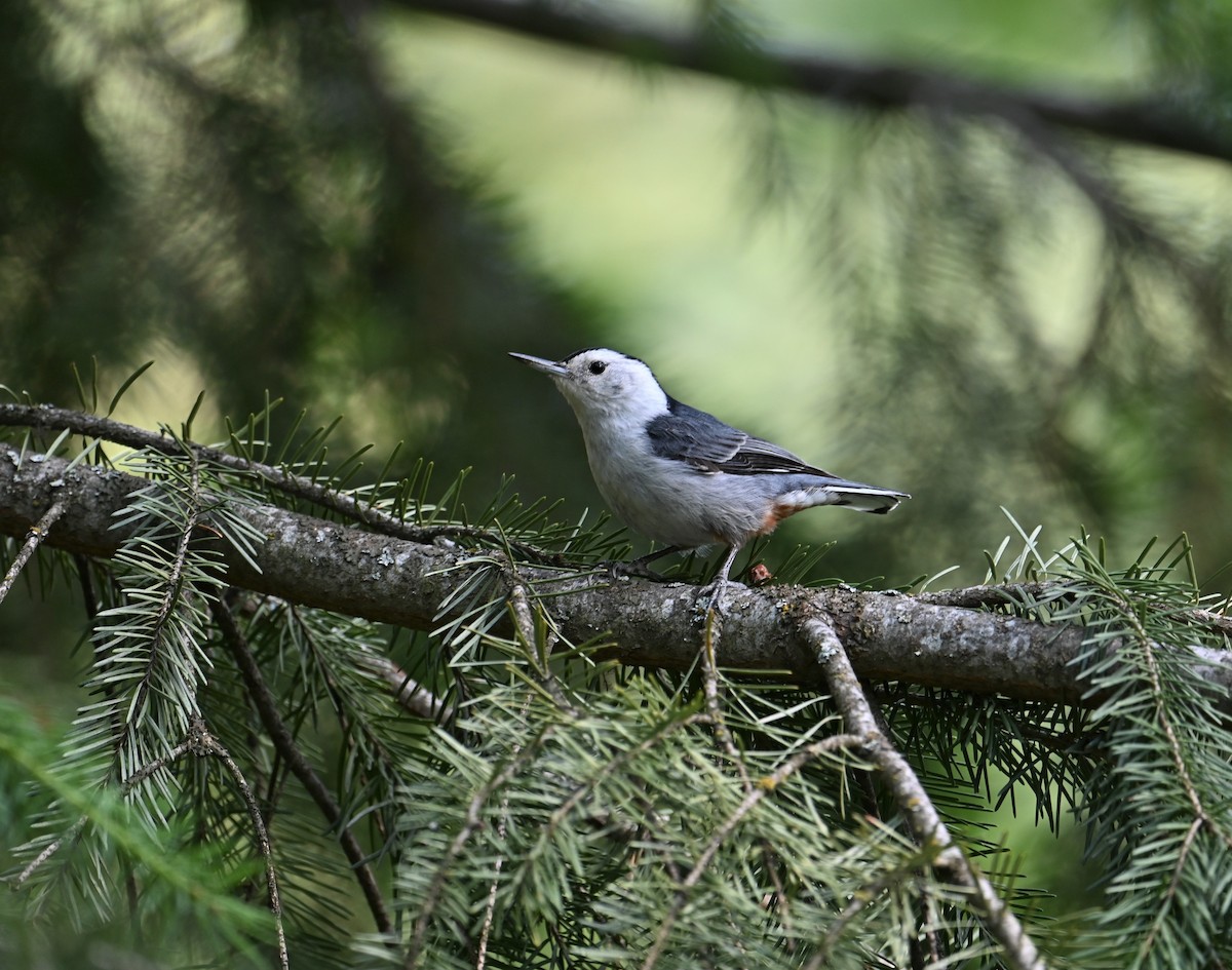 White-breasted Nuthatch (Interior West) - ML587178261