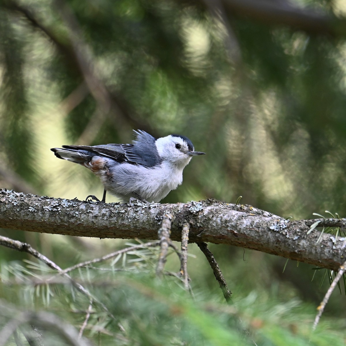 White-breasted Nuthatch (Interior West) - ML587178271