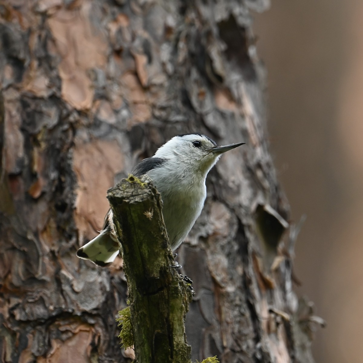 White-breasted Nuthatch (Interior West) - ML587178481