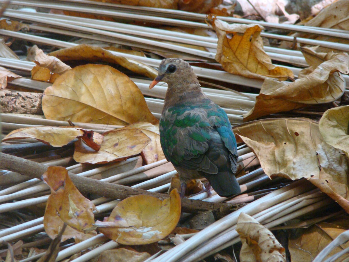 Asian Emerald Dove - ML58718191