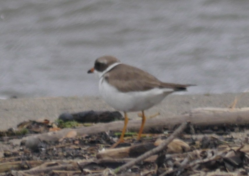Semipalmated Plover - ML587183621