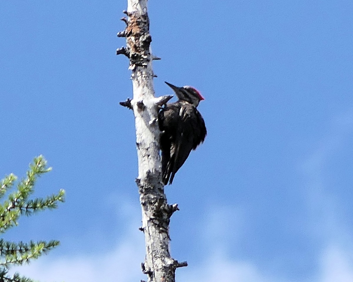 Pileated Woodpecker - ML587187131