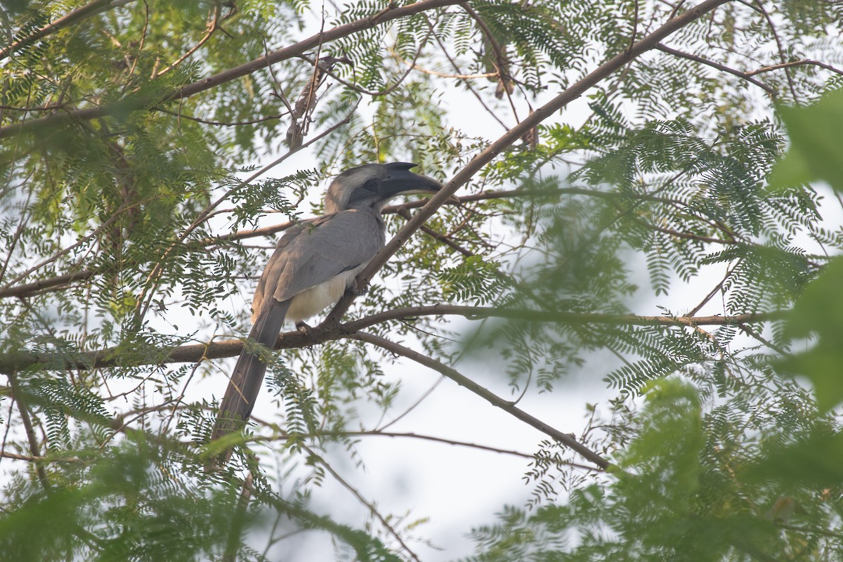 Indian Gray Hornbill - ML587188881