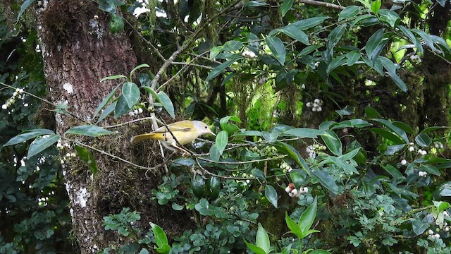 Yellow Warbler (Galapagos) - ML587192311