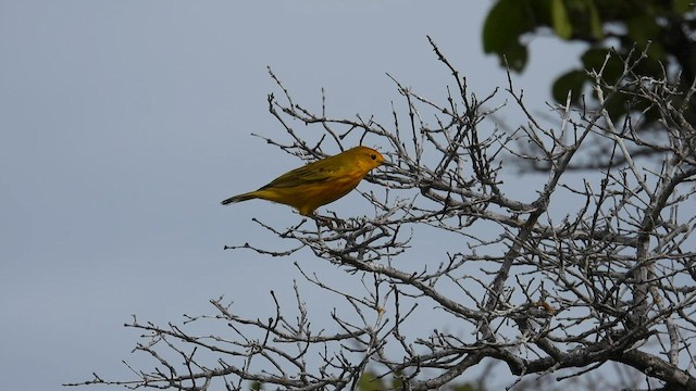 Yellow Warbler (Galapagos) - ML587201961