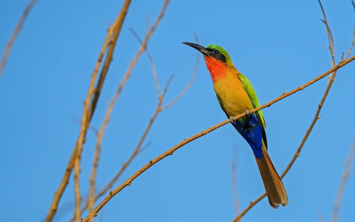 Red-throated Bee-eater - ML587209451