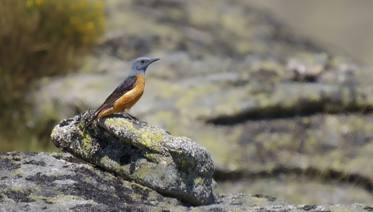 Rufous-tailed Rock-Thrush - Rui Pereira | Portugal Birding