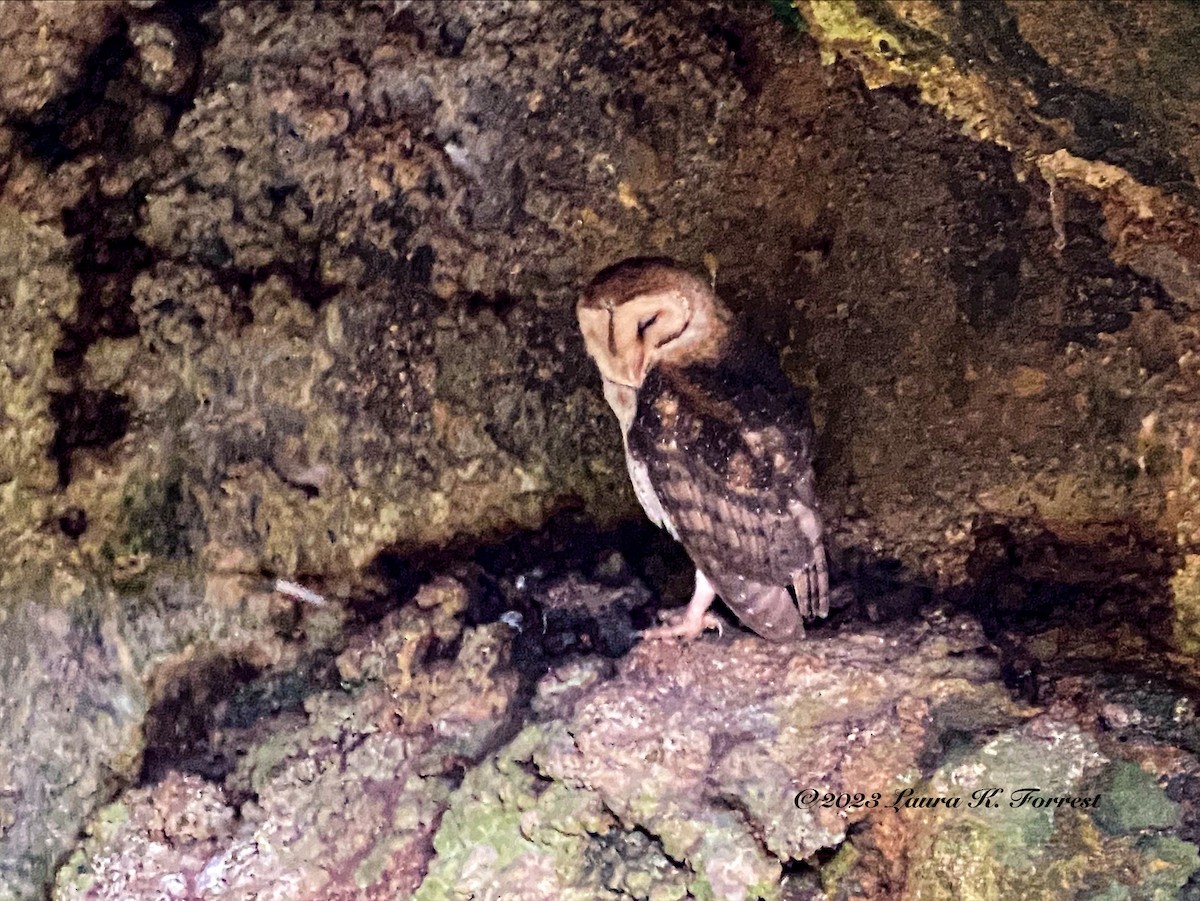 Barn Owl (Galapagos) - Laura Forrest